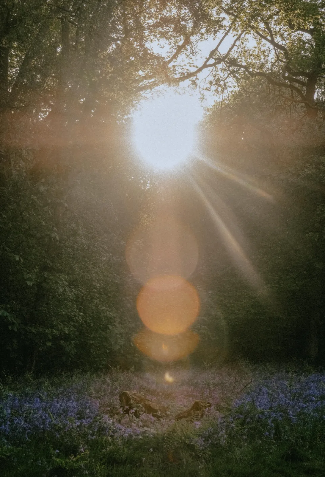 Luz del sol filtrándose entre los árboles de un bosque